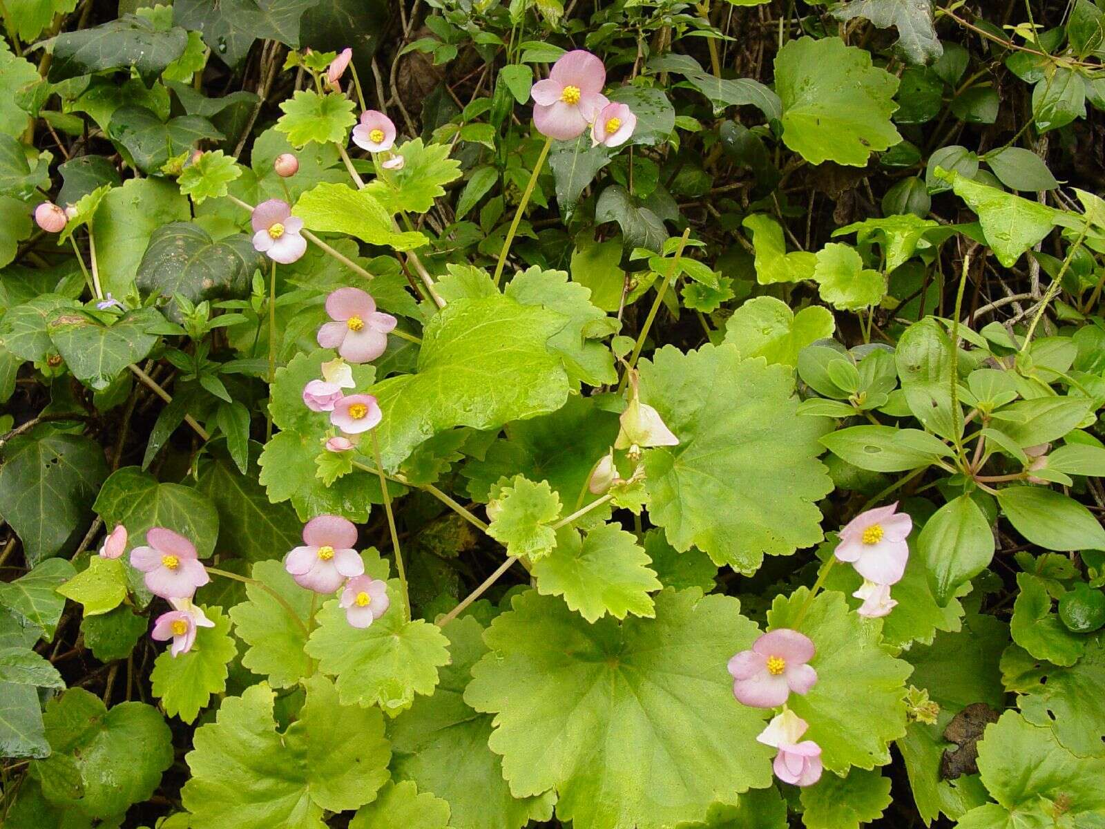 Image of Begonia uniflora S. Watson