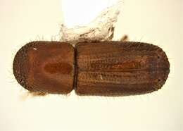 Image of Bark beetle