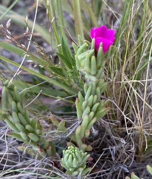 Image of Portulaca confertifolia Hauman