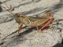 Слика од Melanoplus foedus foedus Scudder & S. H. 1878