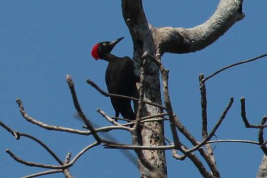 Image of Andaman Woodpecker