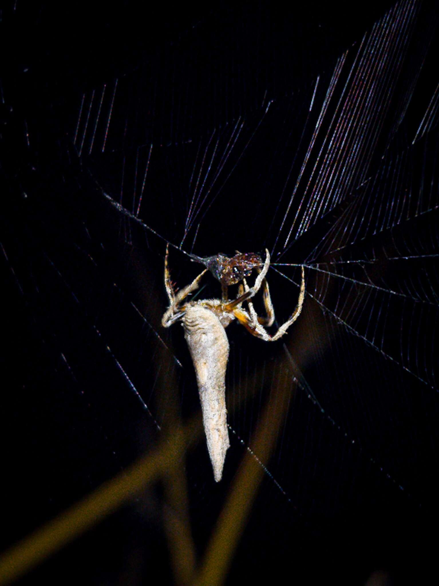 Image de Poltys columnaris Thorell 1890