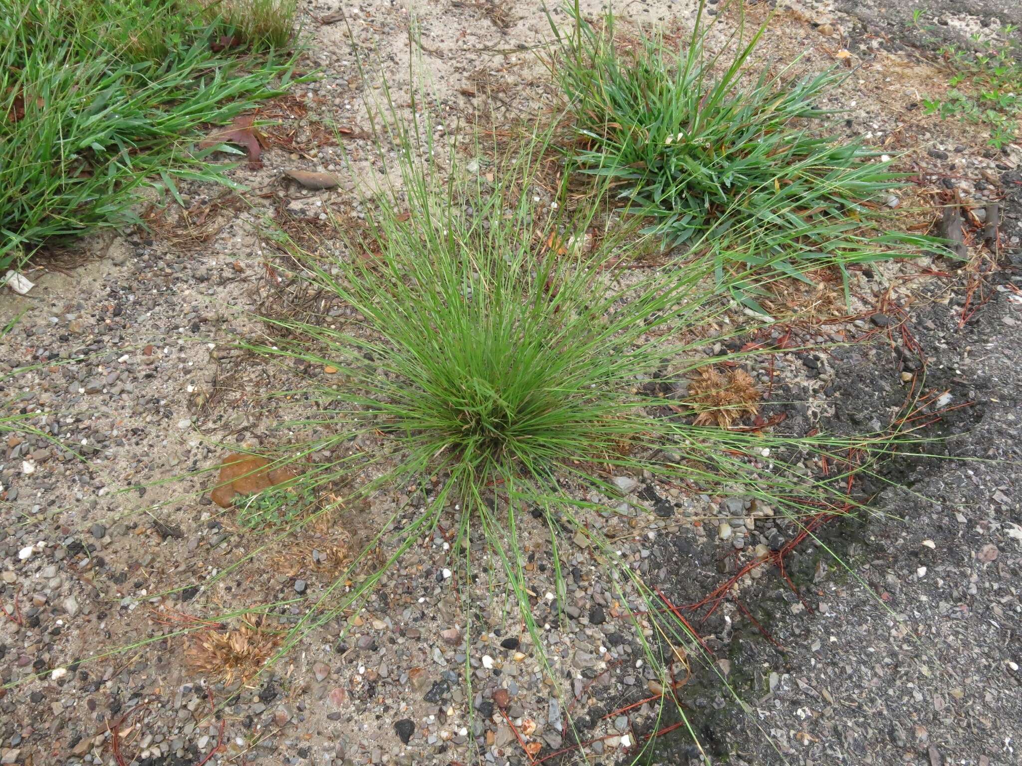 Image de Aristida dichotoma Michx.