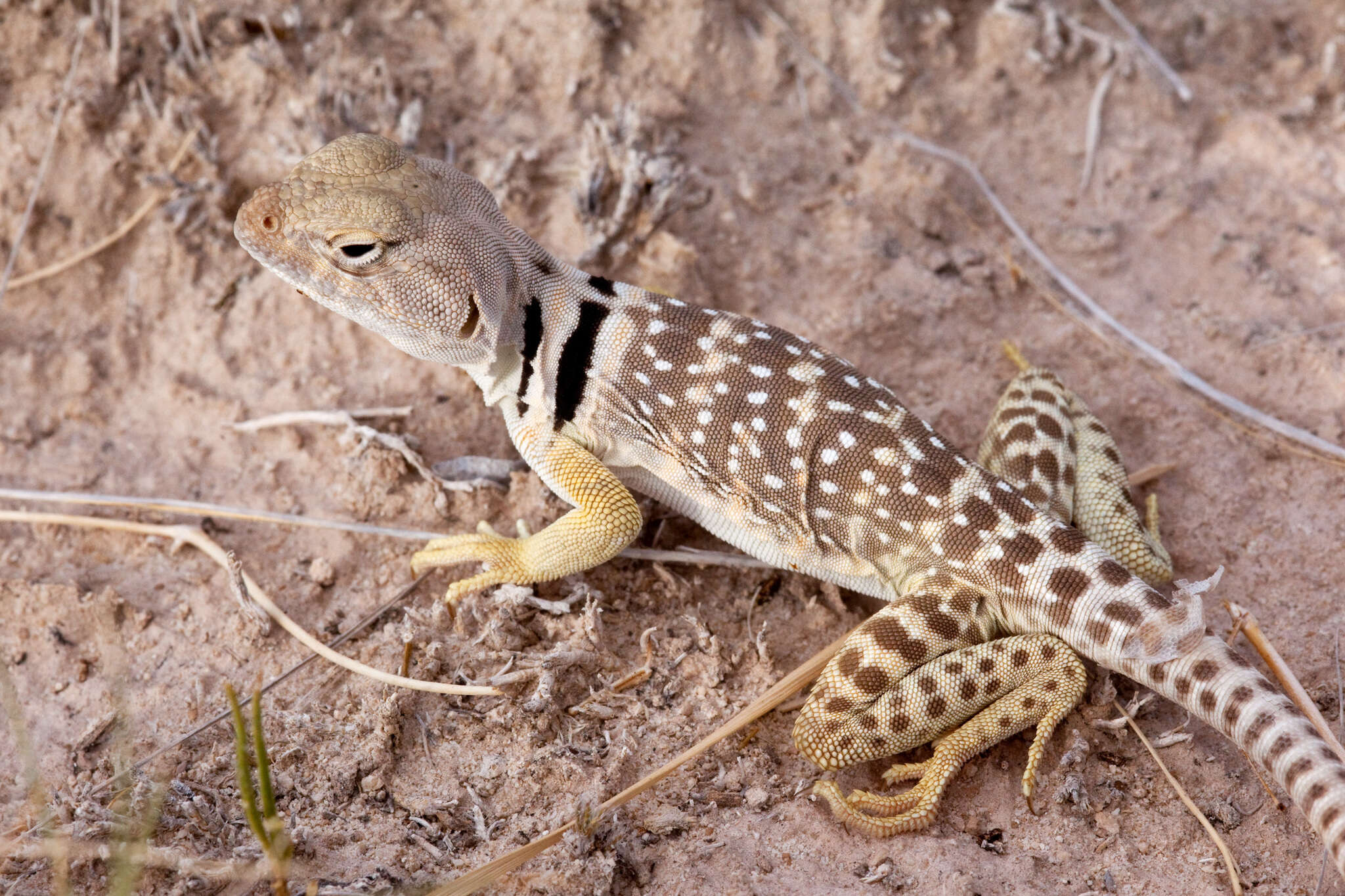 Image of Crotaphytus collaris fuscus Ingram & Tanner 1971