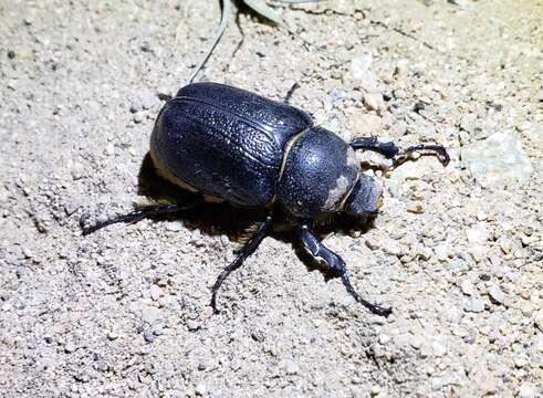 Megasoma thersites Le Conte 1861 resmi