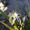 Image of Hymenocallis sonorensis Standl.