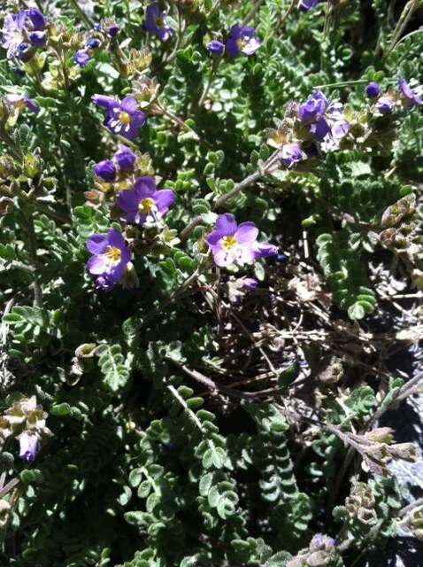 Image de Polemonium pulcherrimum subsp. pulcherrimum