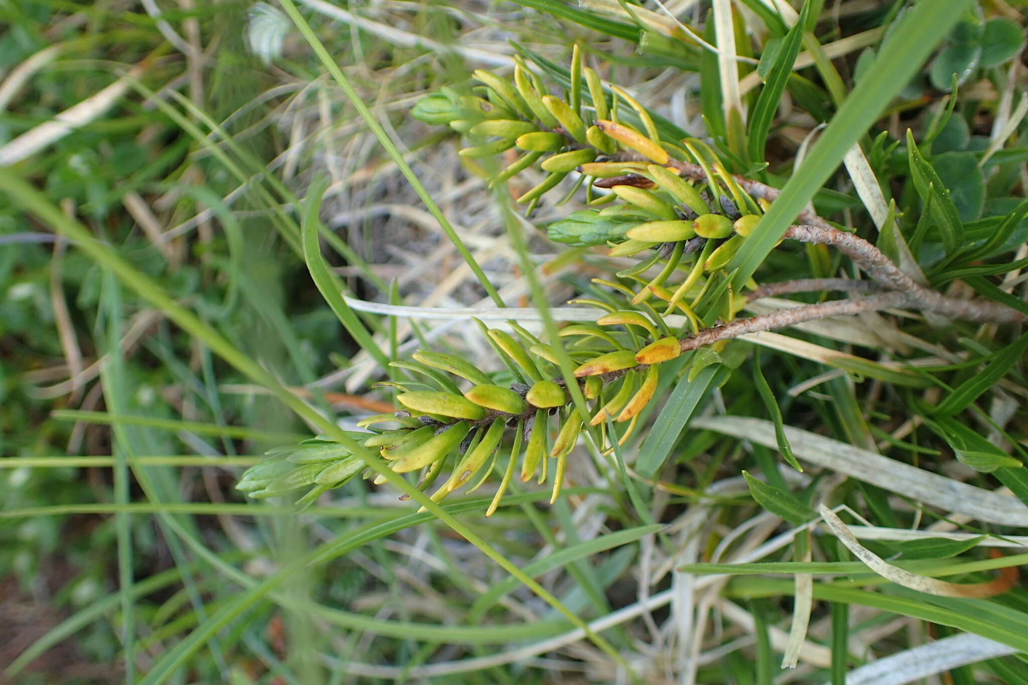 Image of Thymelaea calycina (Lapeyr.) Meissn.