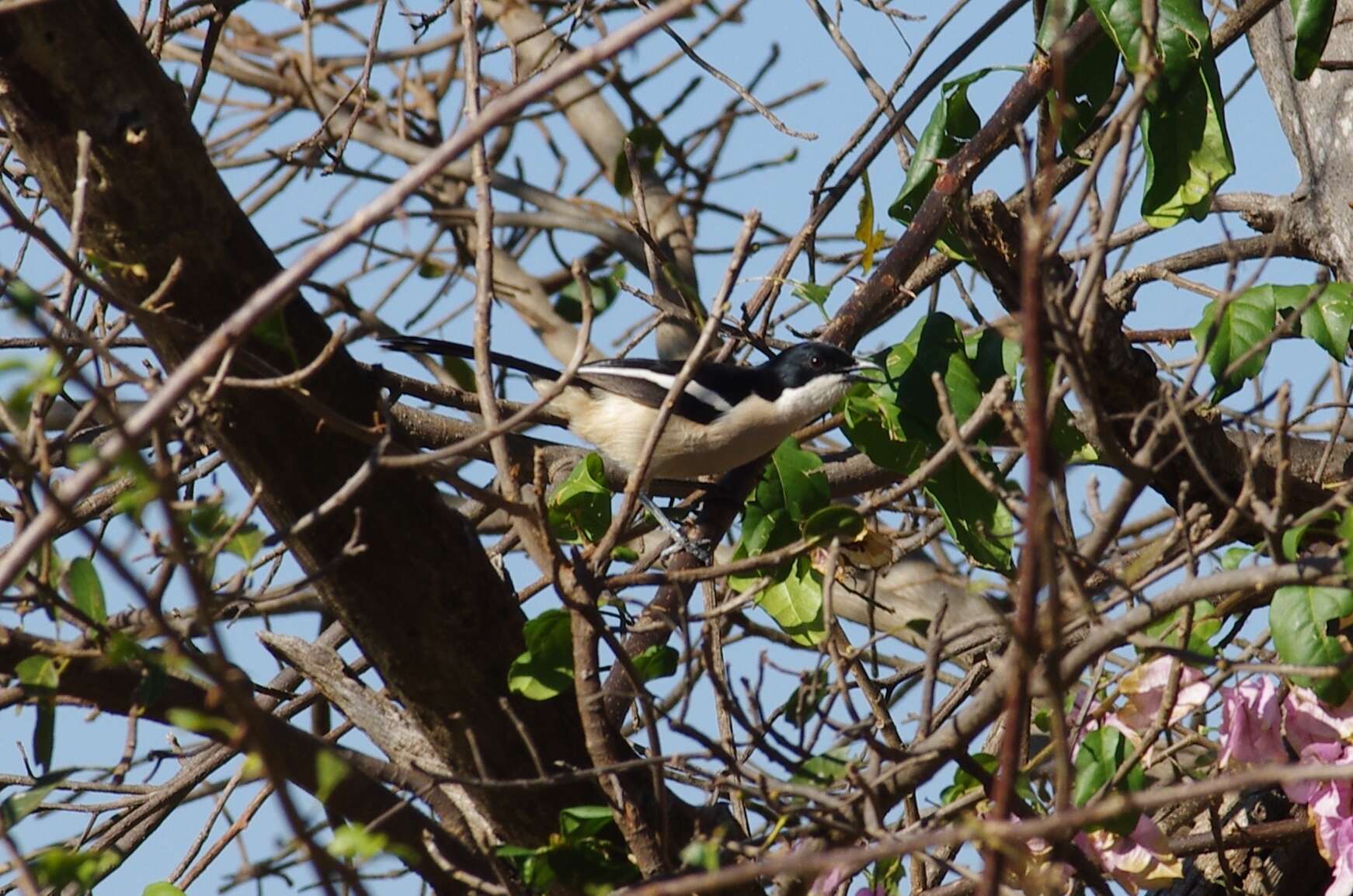 Image of Tropical Boubou