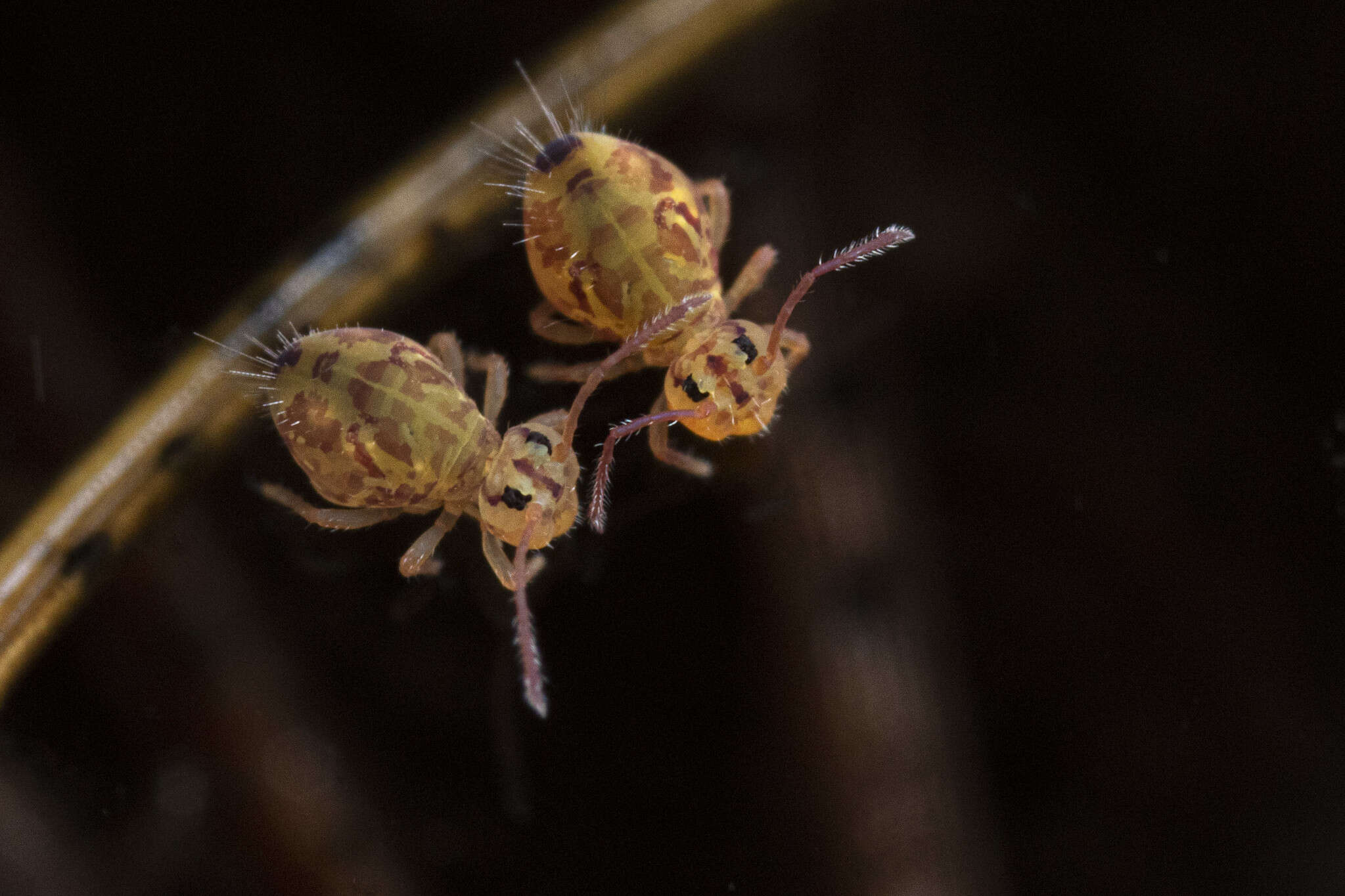 Image of Dicyrtomina ornata (Nicolet & H 1842)