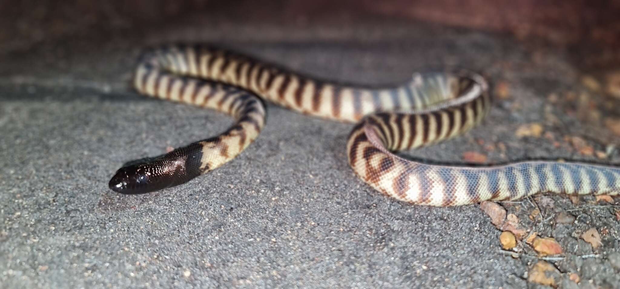 Image of Black-headed Python