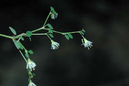 Image de Euphorbia mexiae Standl.