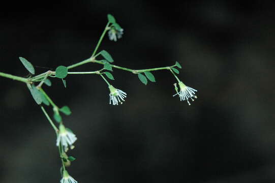 Image of Euphorbia mexiae Standl.