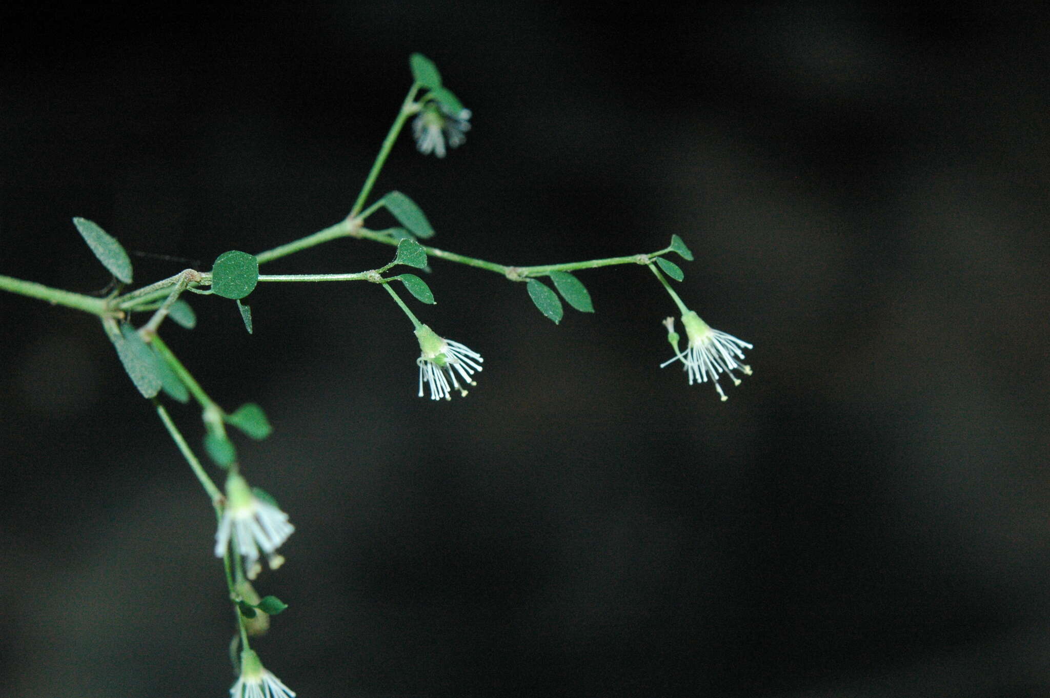 Image de Euphorbia mexiae Standl.