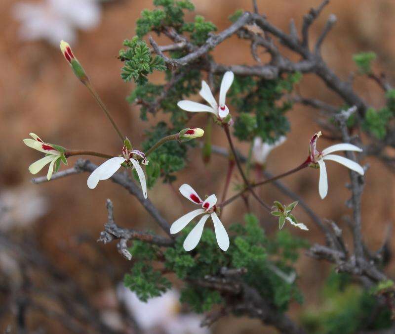 Image of Pelargonium abrotanifolium (L. fil.) Jacq.