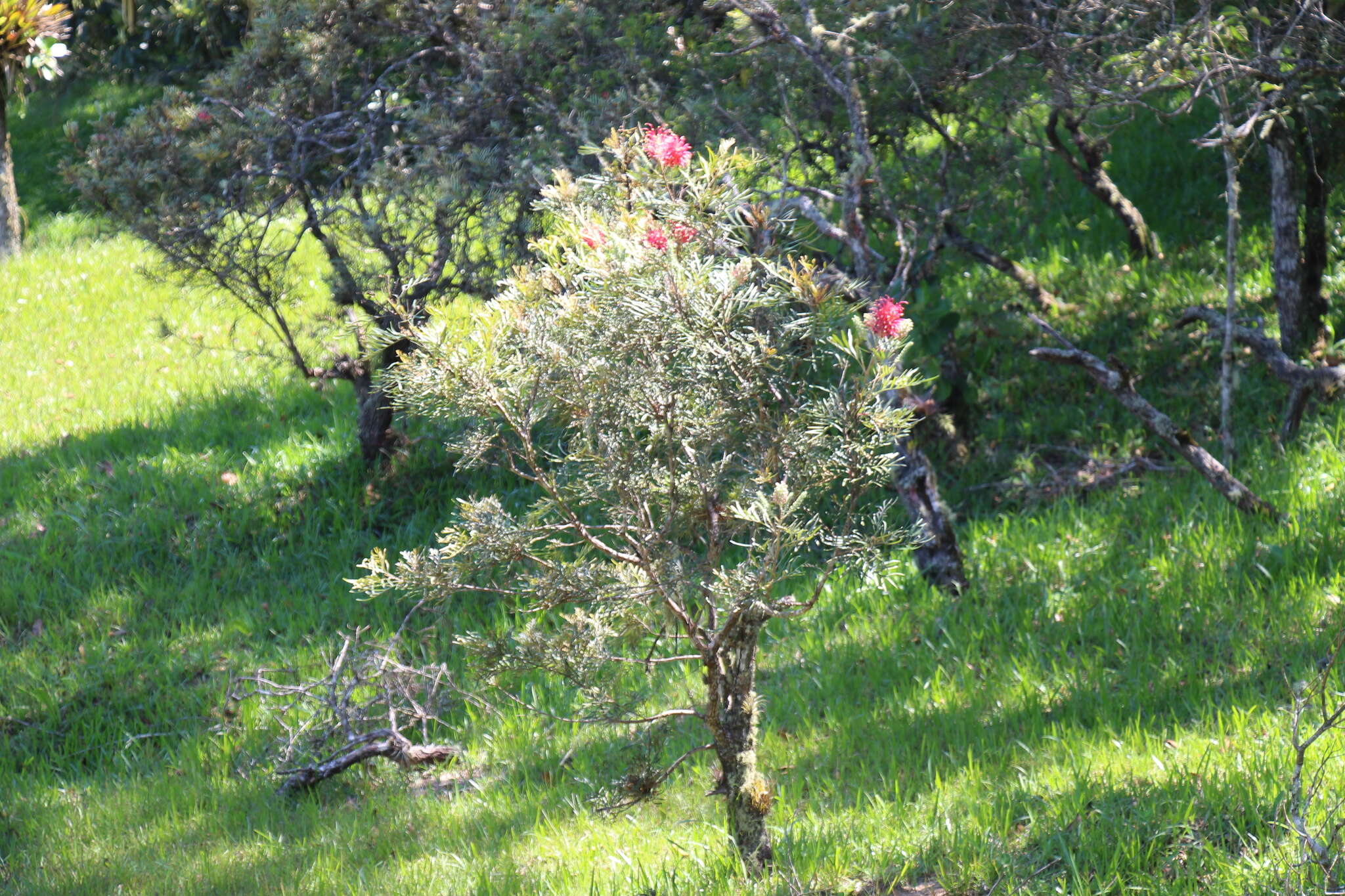 Imagem de Grevillea banksii R. Br.