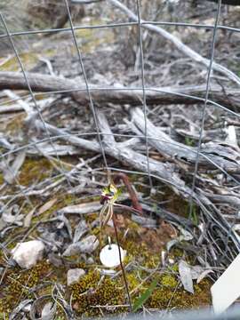 Image of Caladenia macroclavia D. L. Jones