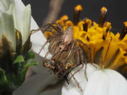 Image of Oxyopes sertatus L. Koch 1878