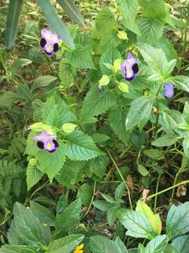 Image of torenia