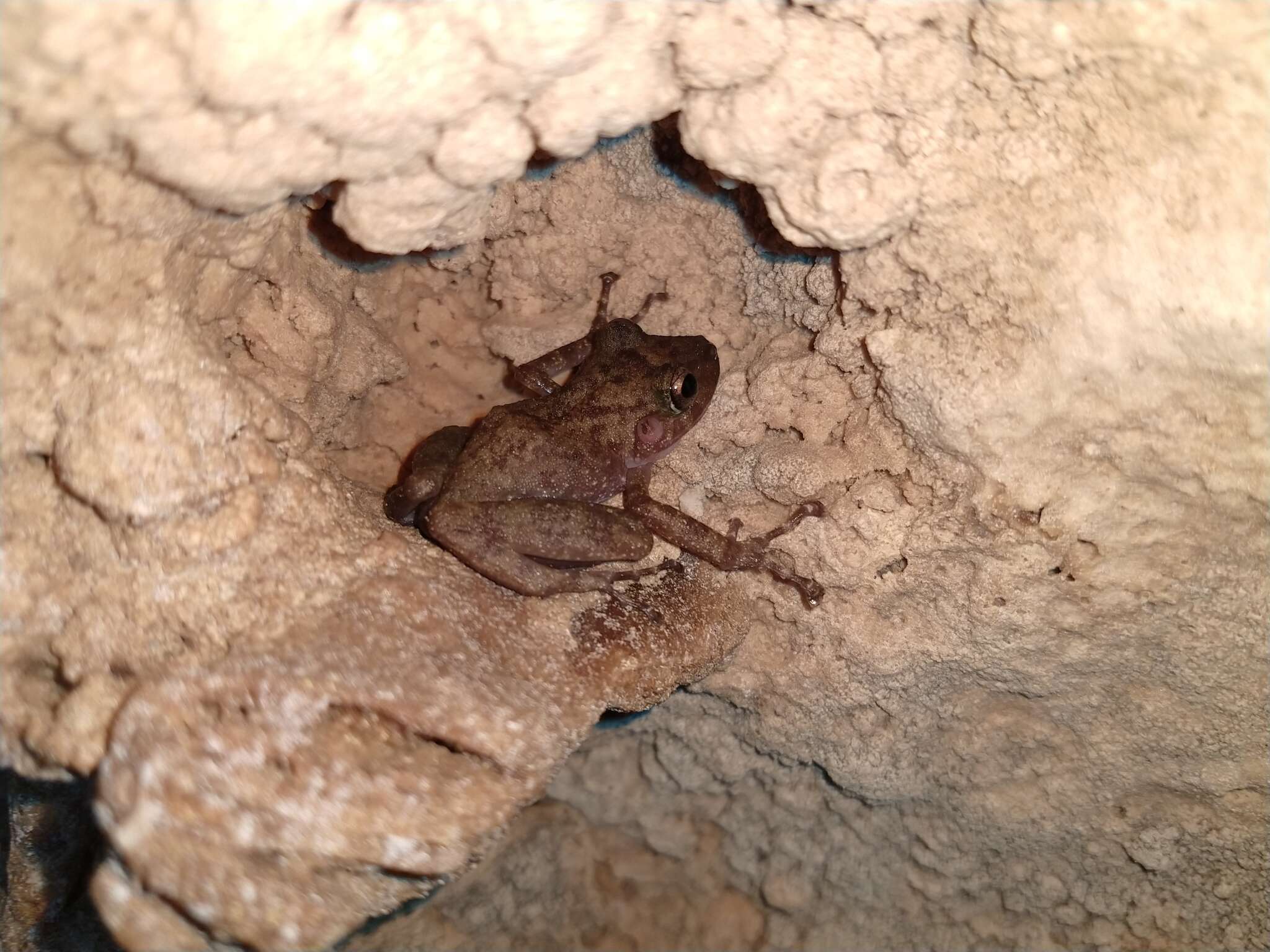 Image of Yucatan Rainfrog