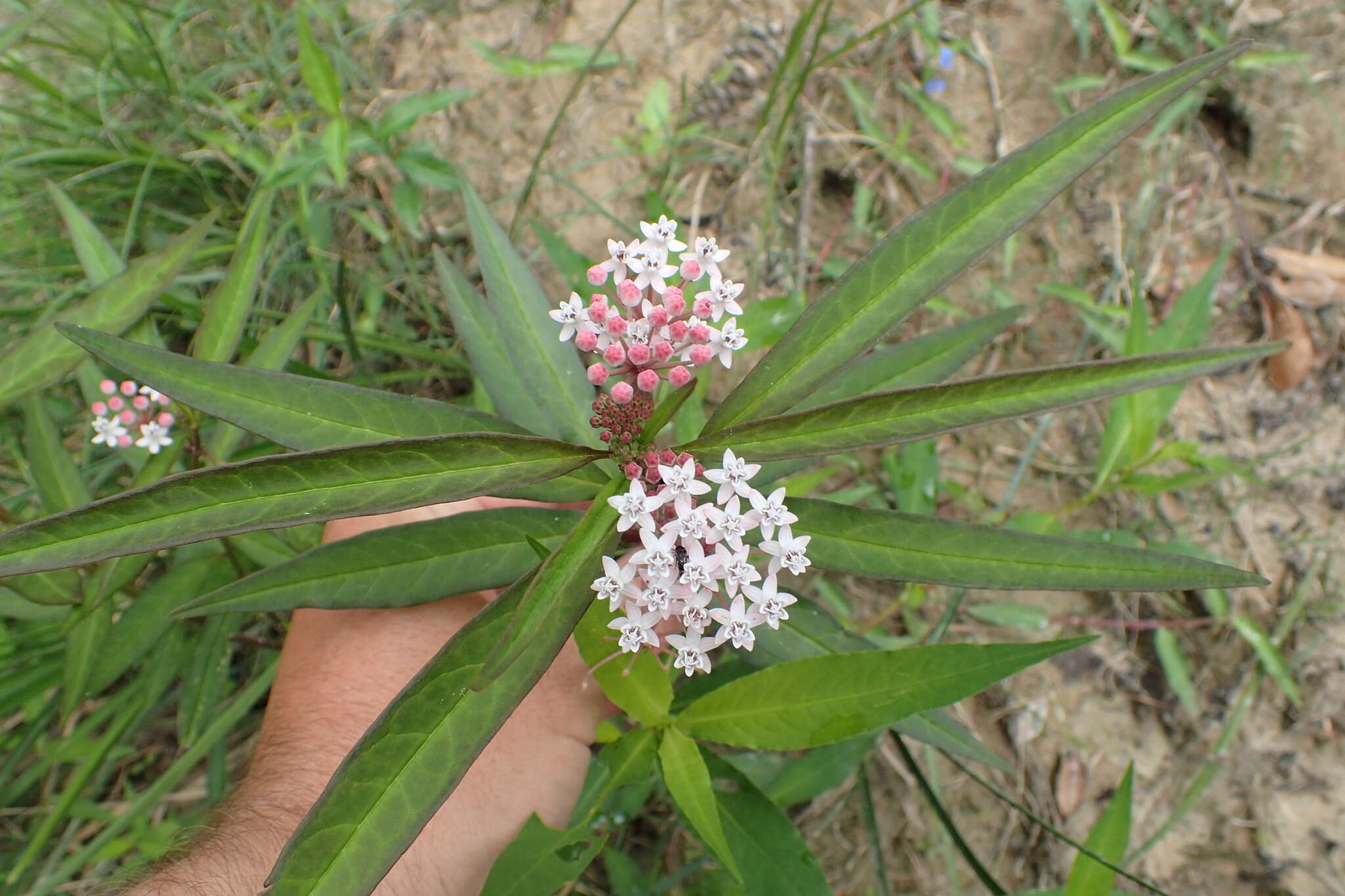 Imagem de Asclepias perennis Walt.