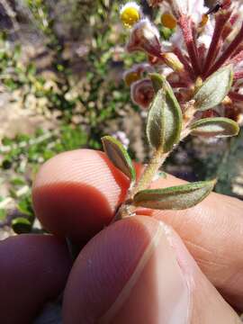 Image of Grevillea buxifolia subsp. ecorniculata P. M. Olde & N. R. Marriott