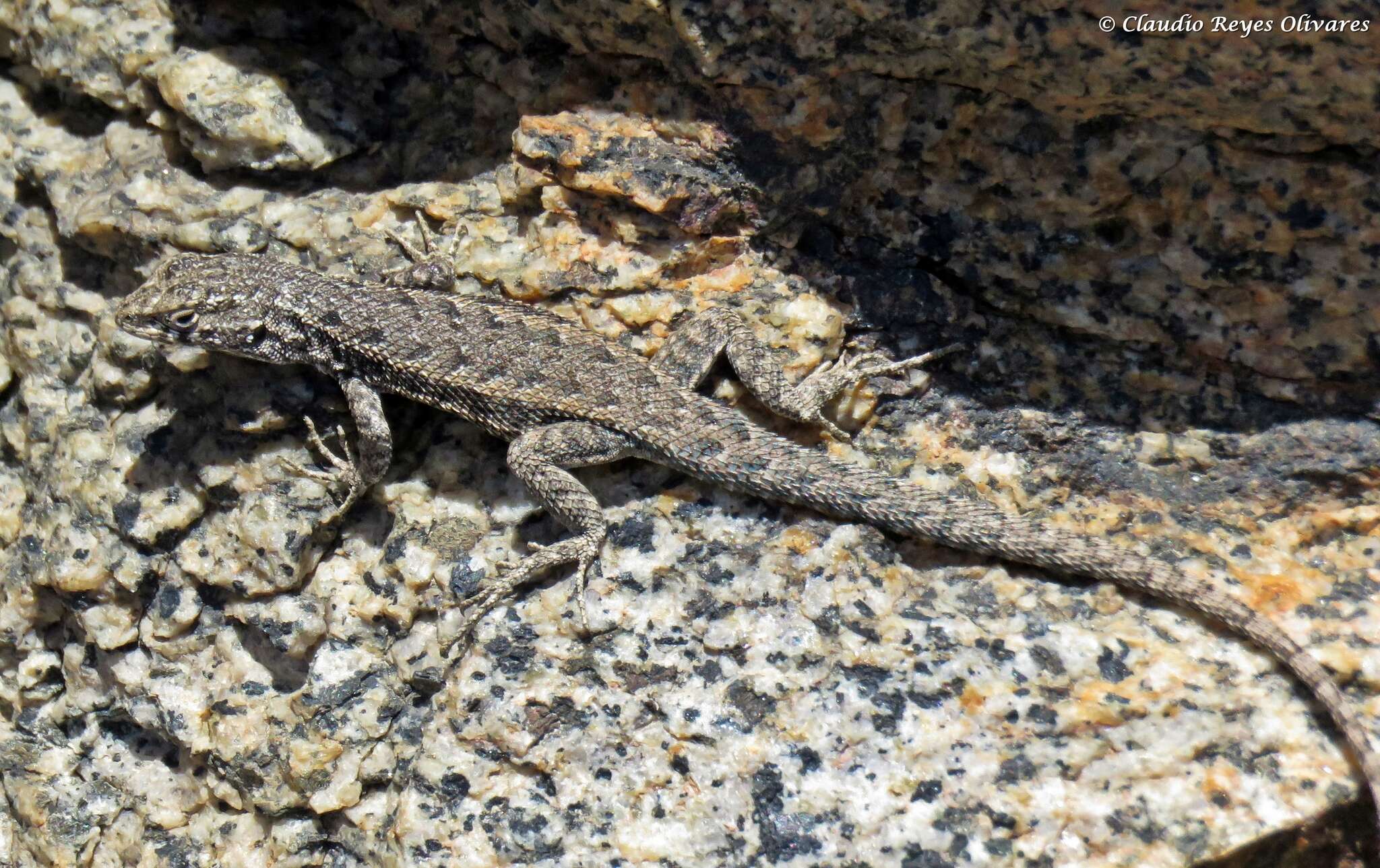 Image de Liolaemus velosoi Ortiz 1987