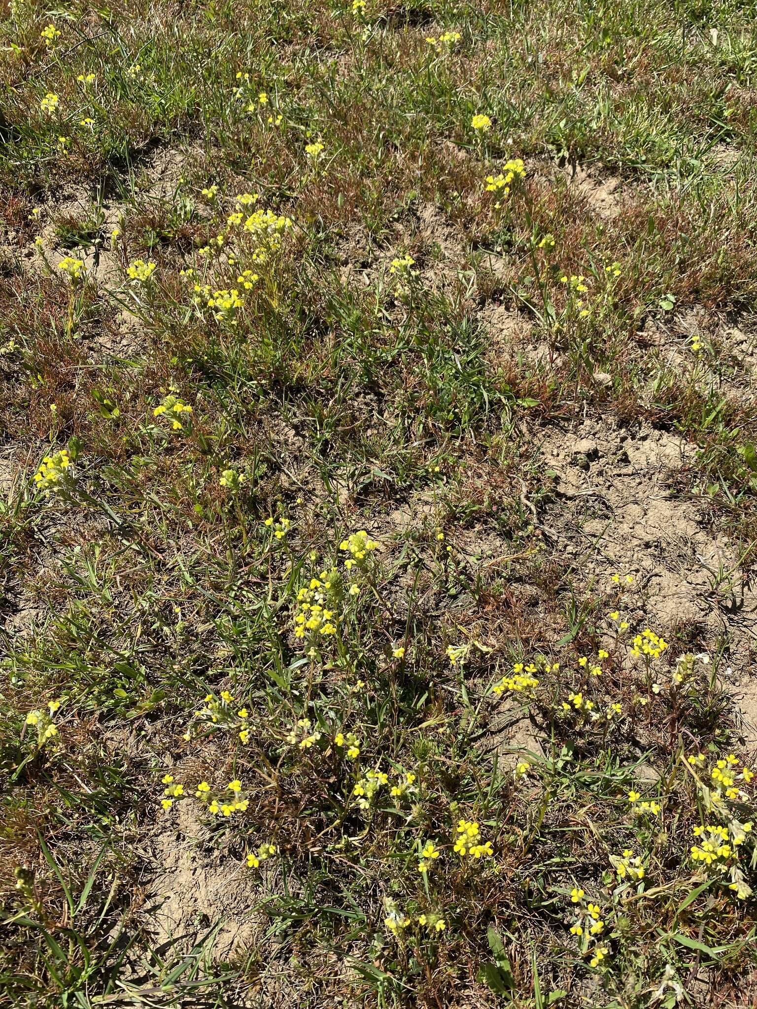 Image of Triphysaria versicolor subsp. faucibarbata (A. Gray) T. I. Chuang & L. R. Heckard