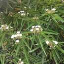 Image de Helmiopsis linearifolia (Hochr.) Skema