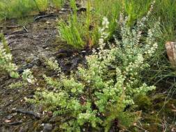 Sivun Leptospermum rotundifolium (Maiden & Betche) F. A. Rodway kuva