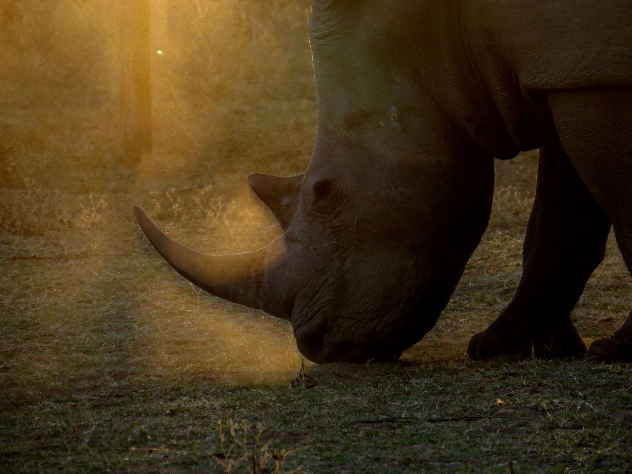 Image of Ceratotherium simum simum