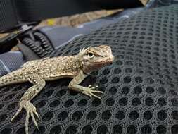 Image of Tschudi's Pacific Iguana