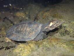 Image of Wattle-necked Softshell Turtle