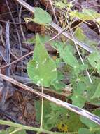 Image of Parish's Indian mallow