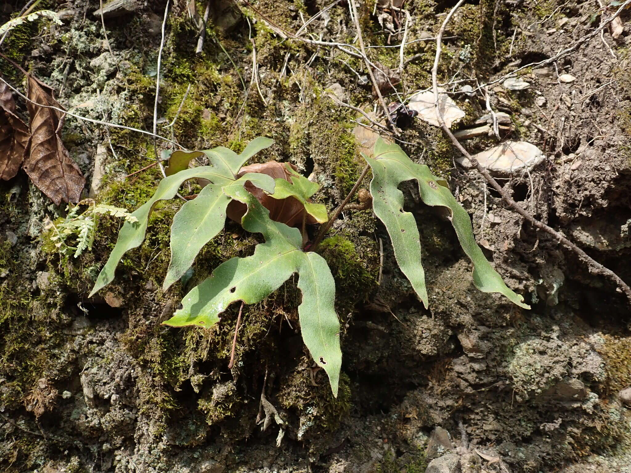 Слика од <i>Pyrrosia polydactylos</i>