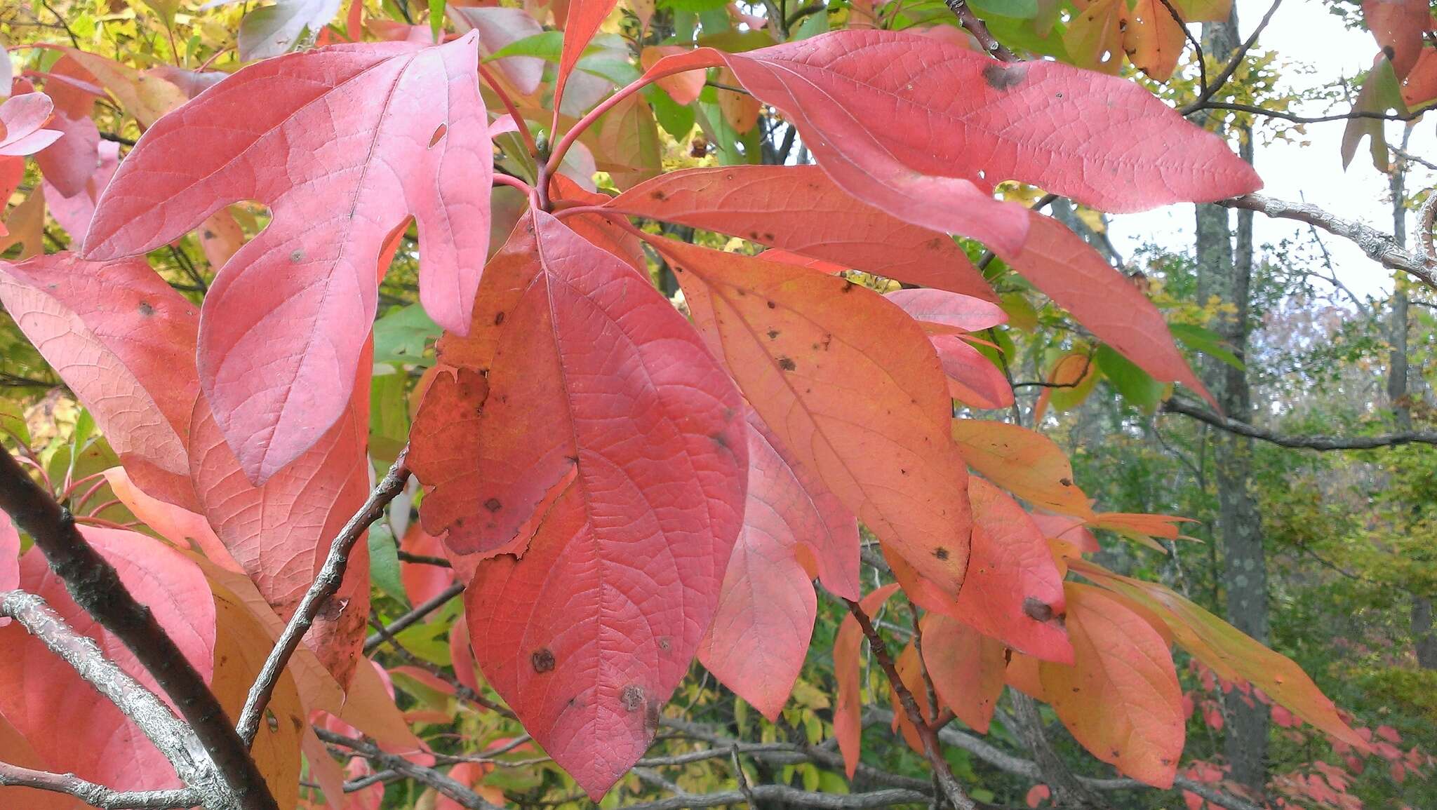 Image of sassafras