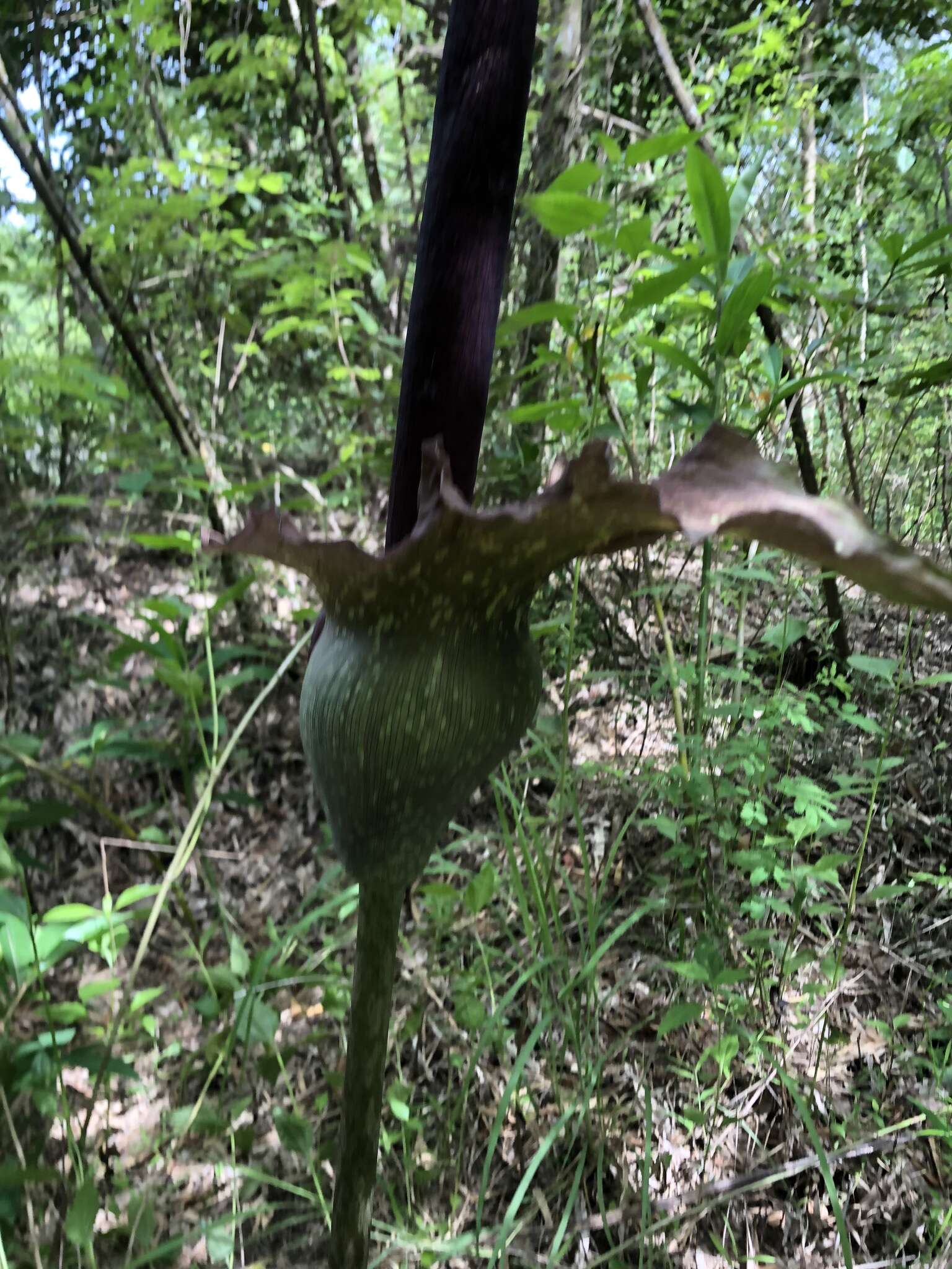 Amorphophallus hirtus N. E. Br. resmi