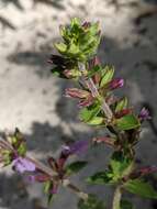 Image of angled sandmint