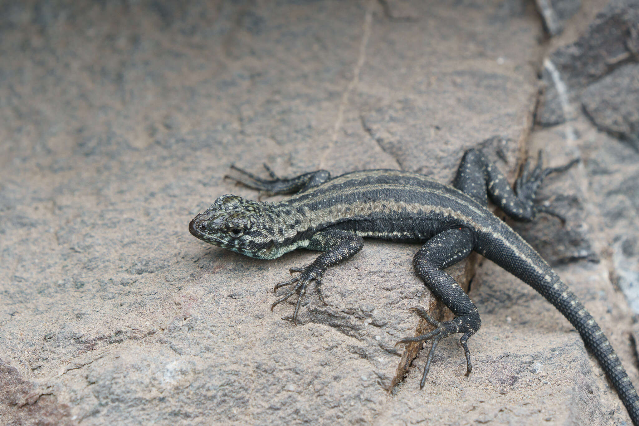 Plancia ëd Microlophus quadrivittatus (Tschudi 1845)