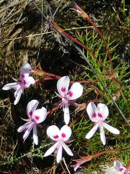 Image of Pelargonium divisifolium P. Vorster