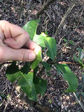 Image of Common Poison Bush