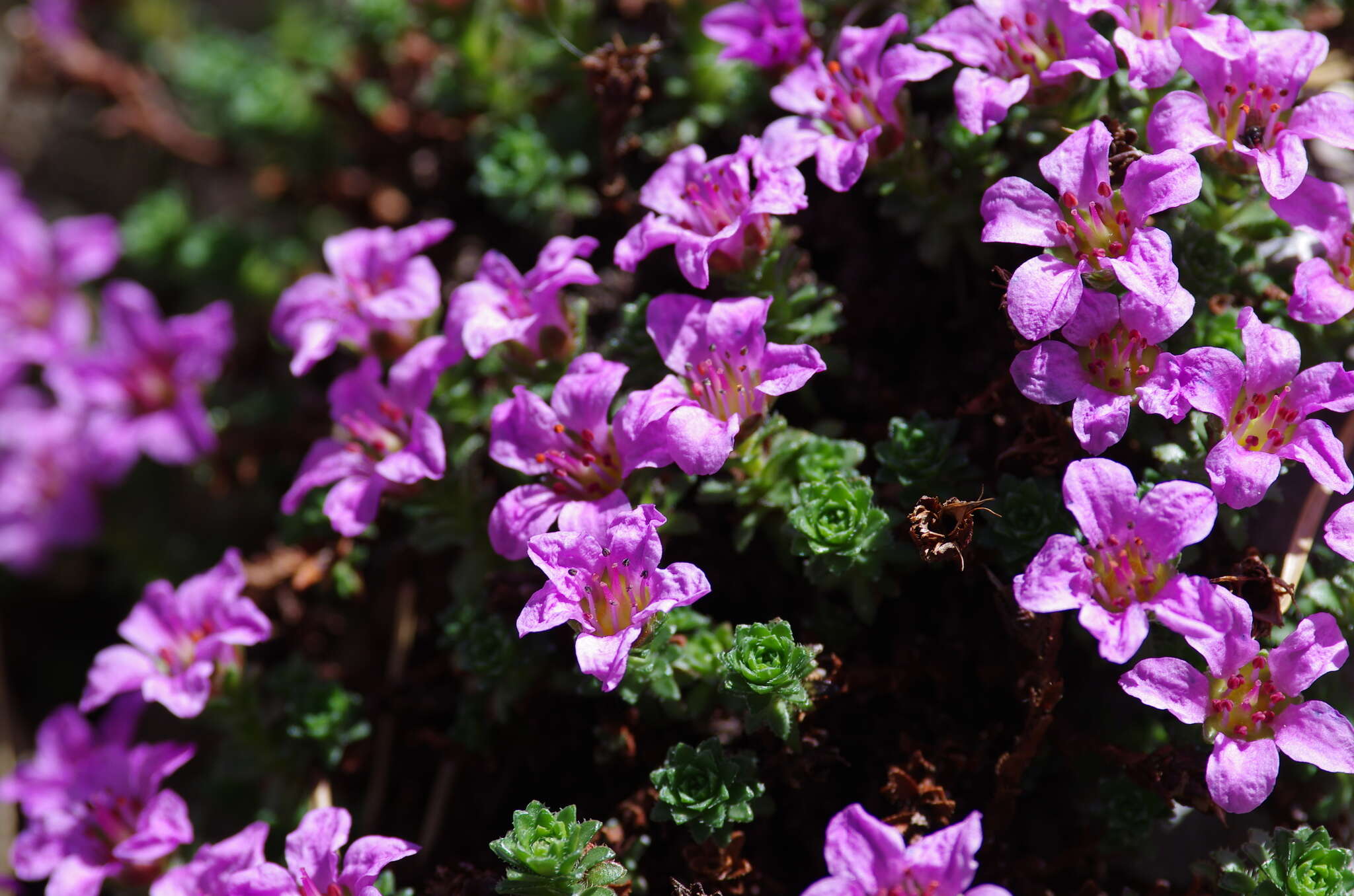 Image of Saxifraga oppositifolia subsp. paradoxa D. A. Webb