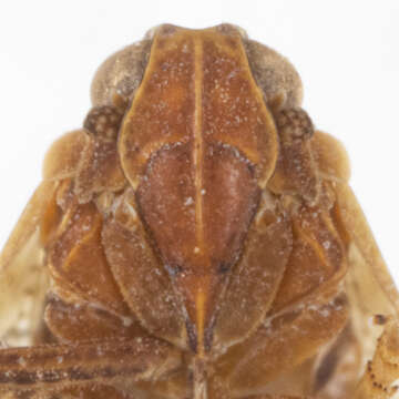 Image of Cixiosoma