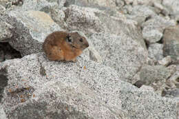 Image of Alpine Pika