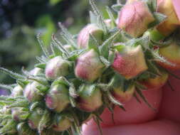 Image of Verbascum spectabile Bieb.