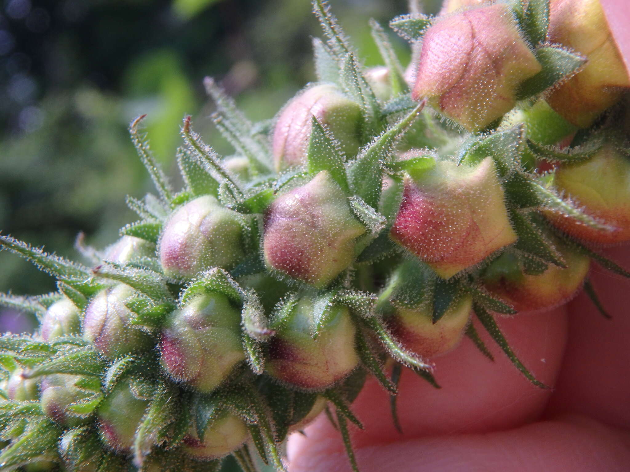 Image of Verbascum spectabile Bieb.