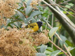 Image of Hooded Siskin