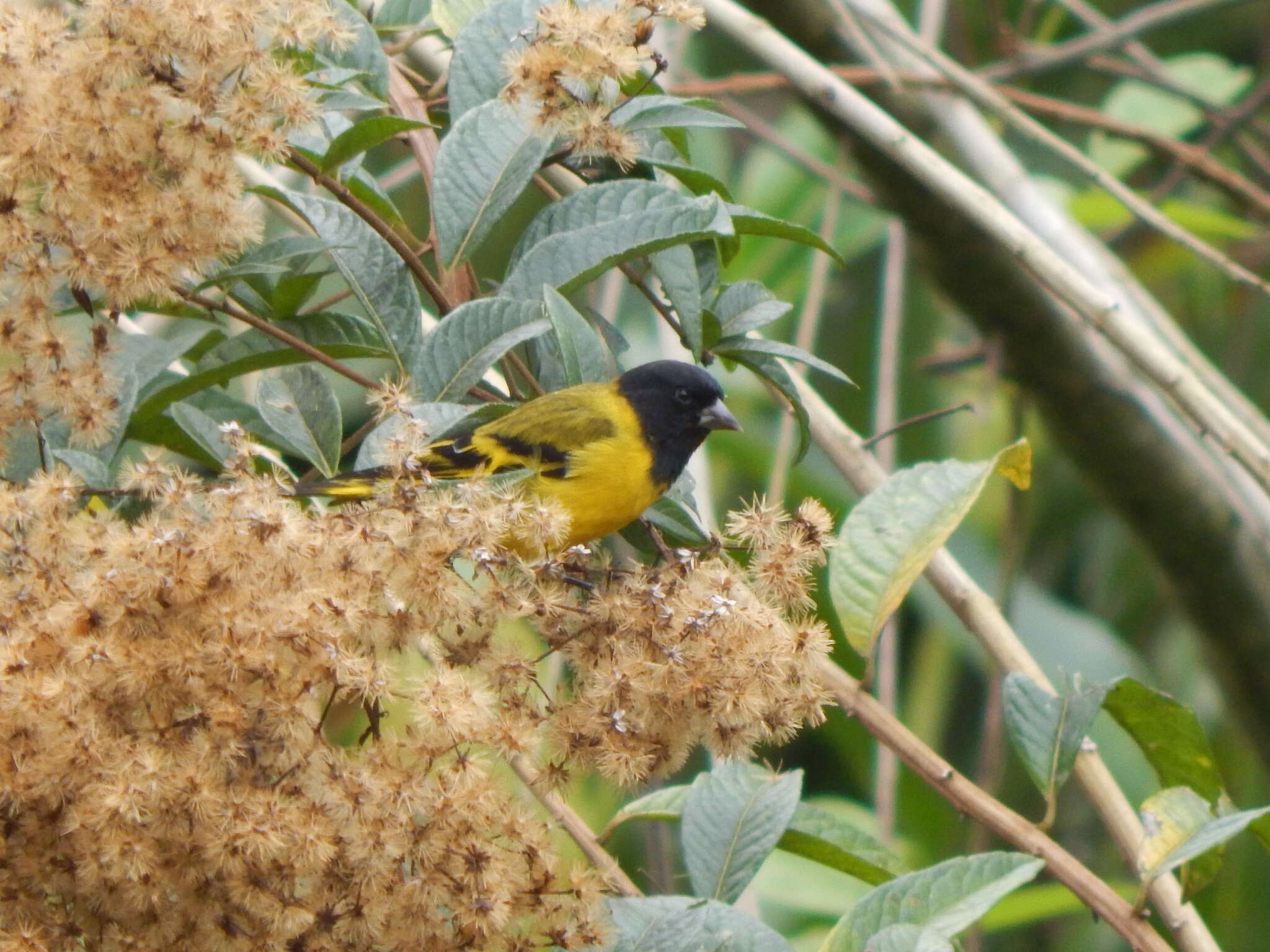 Image of Hooded Siskin