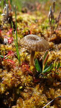 Image of Arrhenia gerardiana (Peck) Elborne 2008