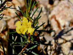 Image of Hibbertia capensis